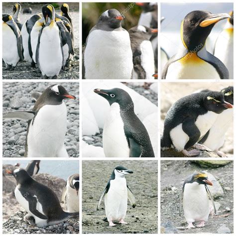 Types Of Penguins With Pictures – BTLQB