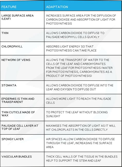 Adaptations Of A Leaf For Photosynthesis