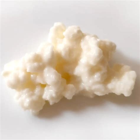 A2 Milk Kefir Grains – Live Cultures for Creamy Kefir │ Gutbasket