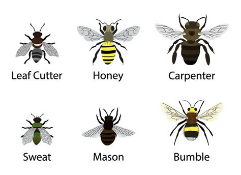 Image result for Bee Coding Java