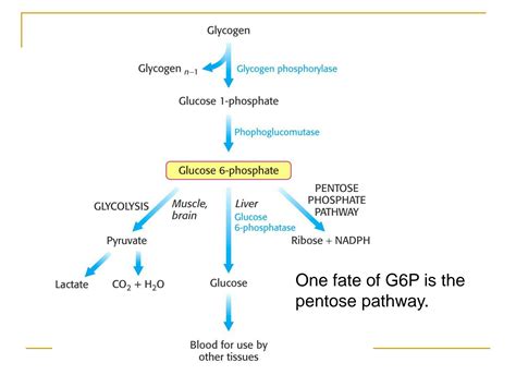 SOLUTION: Pentose phosphate pathway - Studypool