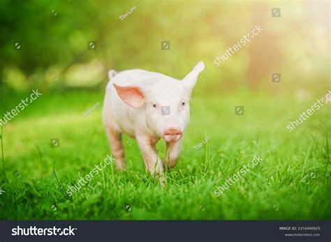 Pigs Having Fun Running 的图像结果