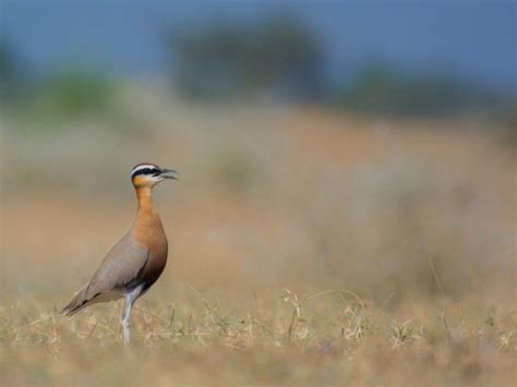 P Jeganathan, Wildlife Biologist | Nature inFocus