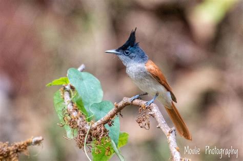 Chennai, Guided Birding With Spot Scope, 2 to 3 Hours