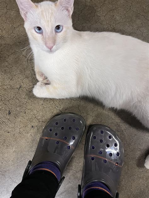 Image result for Translucent Crocs