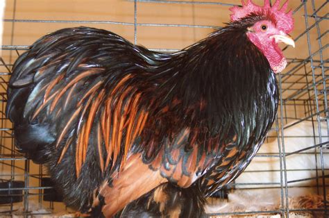 Golden Laced Cochin Bantam Chickens - Baby Chicks | Cackle Hatchery®