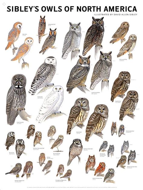 Chart of Owl Species | Owl, Pet birds, Beautiful birds