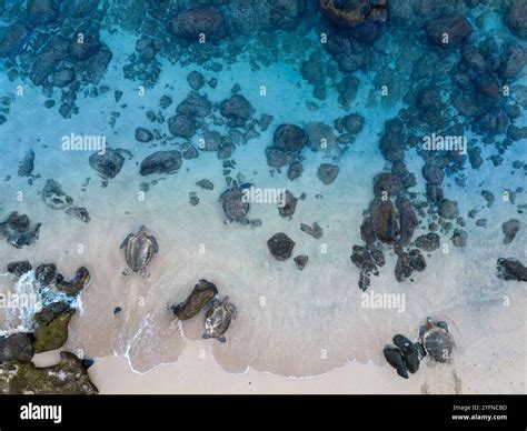 An aerial view of green sea turtles, Chelonia mydas, an endangered species, as they cross the ...