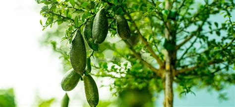 Discover Native Australian Delights: Edible Plants for Your Garden