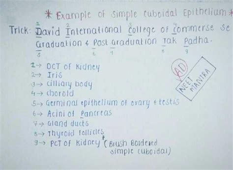 Trick to revise example of simple cuboidal epithelium ? - EduRev NEET ...
