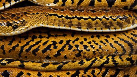 Image result for Zoo Burmese Python Snake