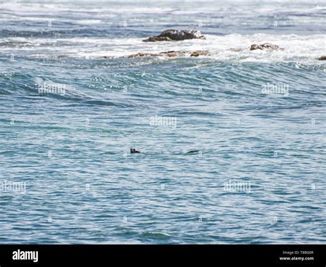 A Cape Clawless Otter swimming in Southern Africa Stock Photo - Alamy