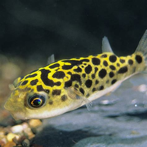 Green Spotted Puffer Fish Tank
