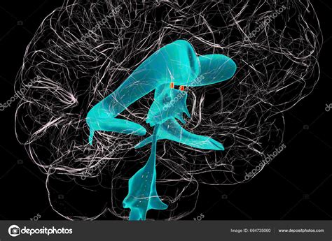Foramen Interventricular Foramen Monro Paso Que Conecta Los Ventrículos Laterales — Foto de ...