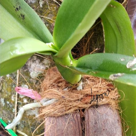 Jual kulit kelapa + tali sabut kelapa media tanam anggrek bulan dll ...