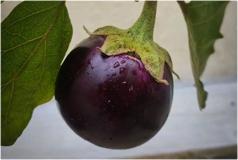 Amazing Health benefits of Baigan Baigan khane ke fayade Add Brinjal in ...