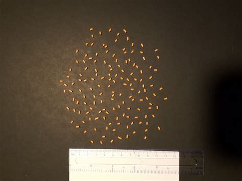 ImageJ Particle Analysis 的图像结果