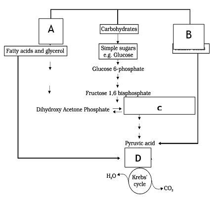 Select the correct option for A, B, C D.