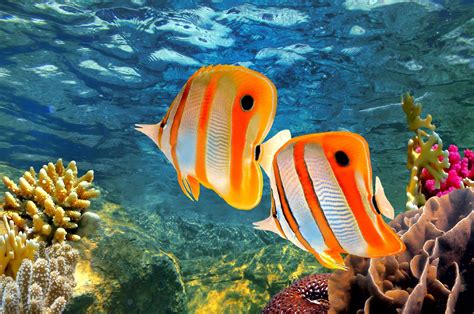Great+Barrier+Reef+Animals | Gruppenreise durch Australien - Westtours ...