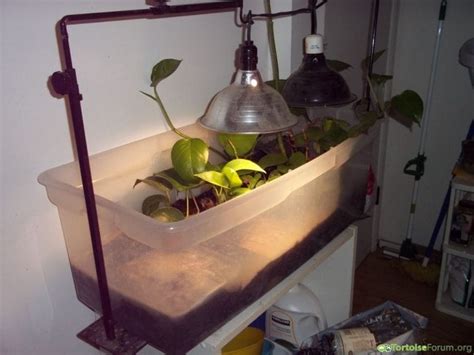 Image result for How Turtle Shells Grow