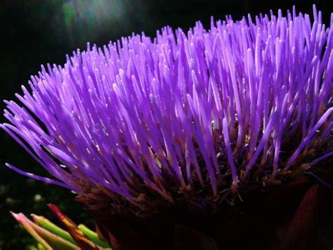 Enginar (Cynara Scolymus) Yetiştiriciliği - Page 3 - agaclar.net