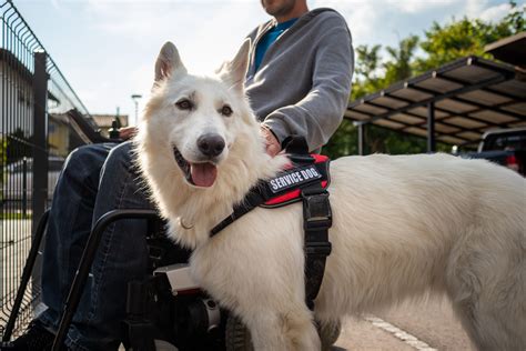 Celebrate National Service Dog Month with 'Paint Your Pet' event