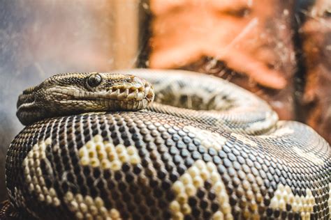 Image result for Angolan Python Care