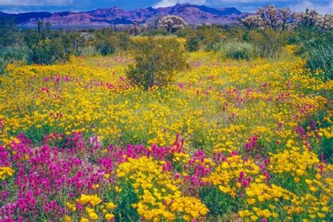 45 Common Types Of Oklahoma Wildflowers Including Photos - Mich Wildflowers