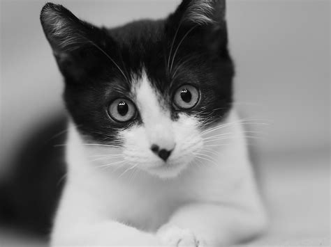 Free Images : black and white, kitten, canon, close up, l, nose ...