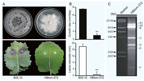 Two Novel Hypovirulence-Associated Mycoviruses in the Phytopathogenic ...