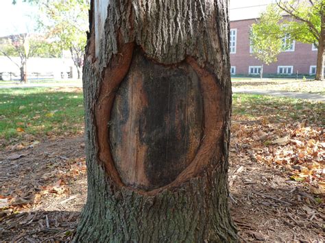 Image result for How to Repair Tree Bark