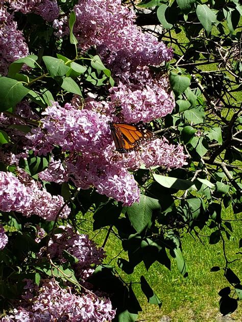 INN AT FROGHOLLOW FARM (Washington Island) - B&B Reviews & Photos ...