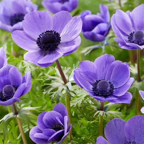 Buy garden anemone (syn. Anemone Mr Fokker) Anemone coronaria '(De Caen ...