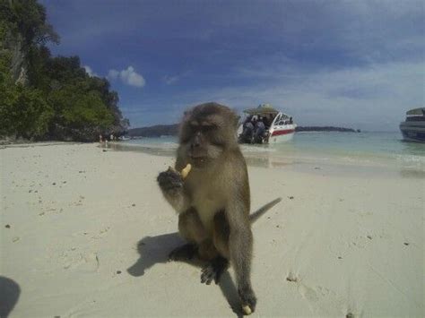 Image result for Monkey GoPro