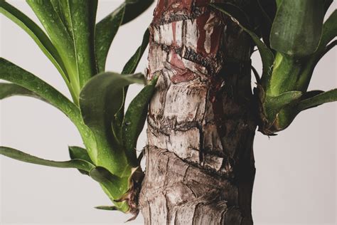 Health Benefits of Yucca root