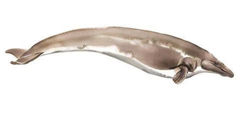 Whales Once Walked The Earth On Four Legs And Here's How They Journeyed ...