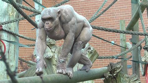 Hairless gorilla - sightvery