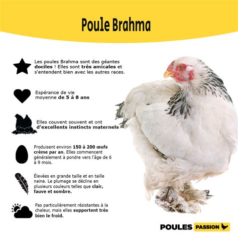 All about Brahma Chickens - Poules Passion