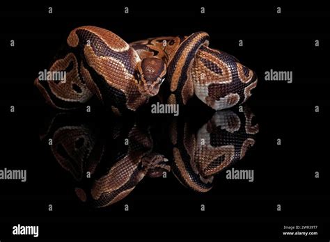 Image result for King Python