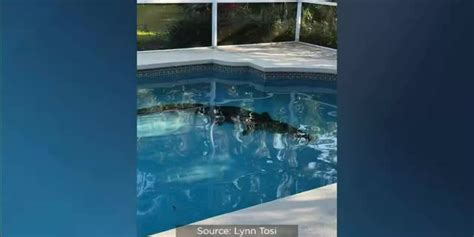 Alligator bursts through screened-in porch to dive into backyard pool
