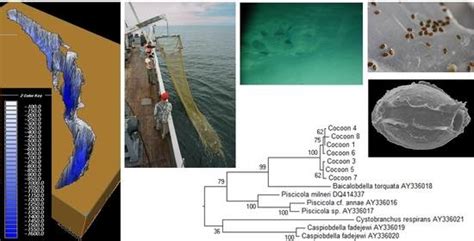 Amazing Discoveries of Benthic Fauna from the Abyssal Zone of Lake Baikal
