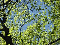 Image result for Spring Trees and Bunnies