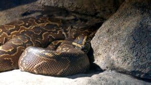 Burmese Python: Pet Snake Or Bad Idea?