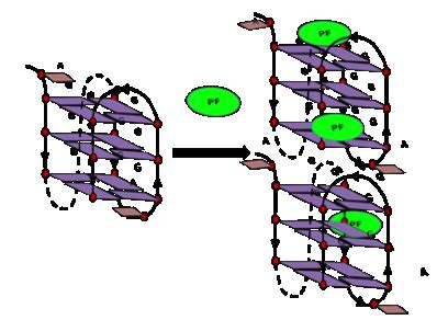 Home [www.iiserpune.ac.in]