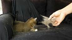 cat hair fast cat hair removal by painless how to cat hair fast cat hair removal by painless how to