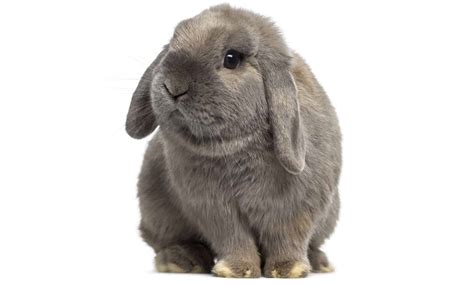Holland Lop Size Comparison: How Big Do These Rabbits Get? - A-Z Animals