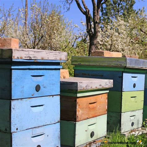 Image result for Spring Beekeeping