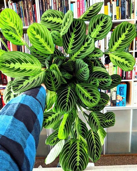 Most Common Houseplants Uk at Gayla Wilson blog