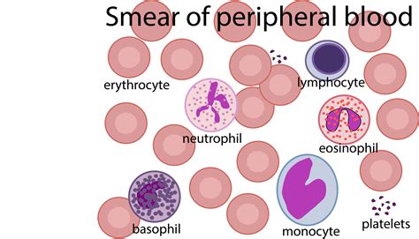 White Blood Cell Diagram