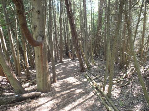 Image result for Invisible Filter